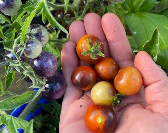 Blue Boar Berries Heirloom Cherry Seed