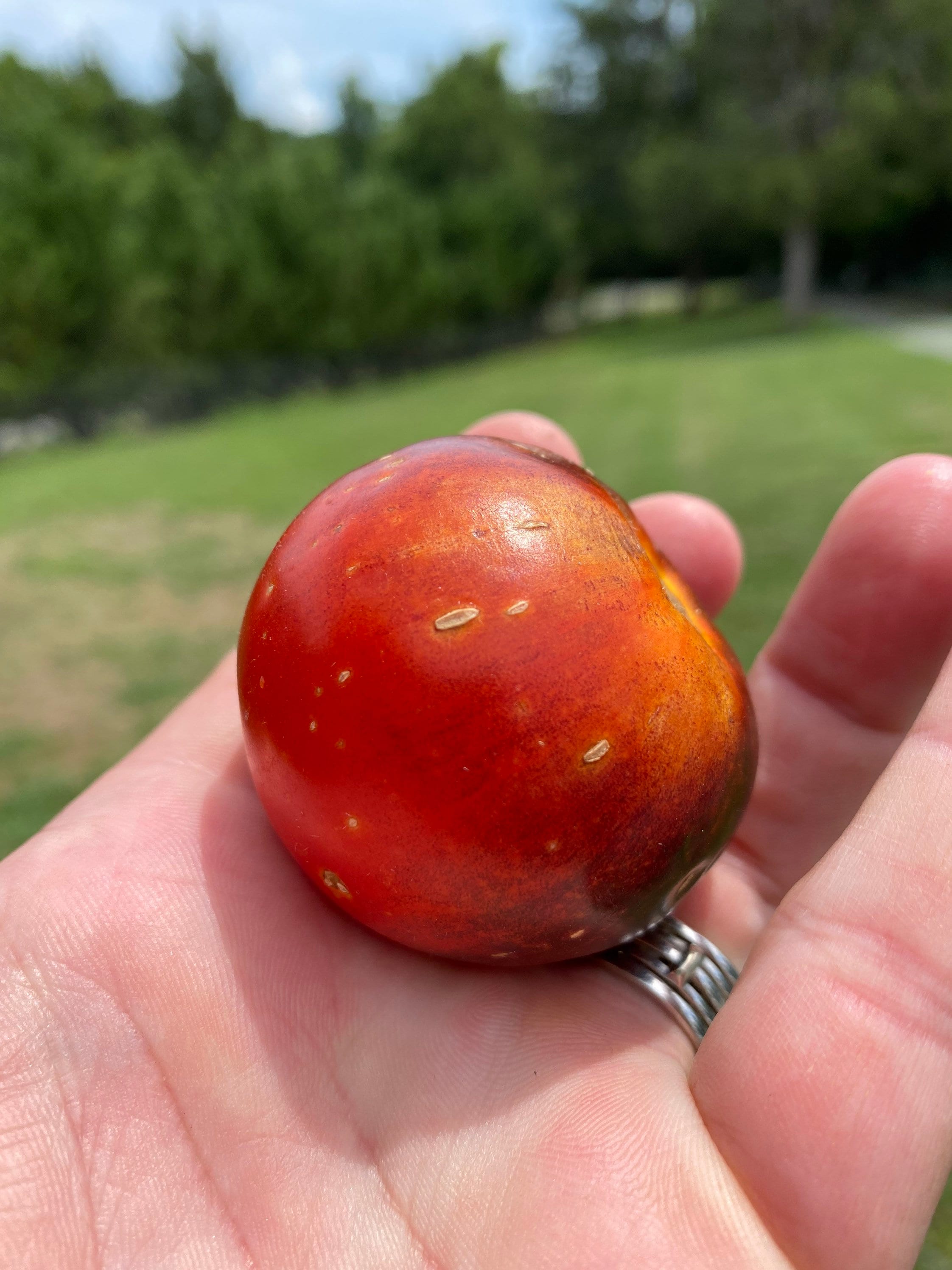 Queen of the Night Tomato Seeds