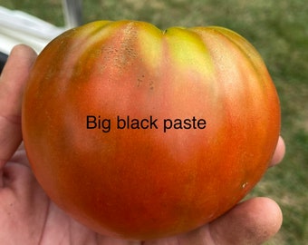 Carol Chyko’s Big Paste Black heirloom tomato seeds