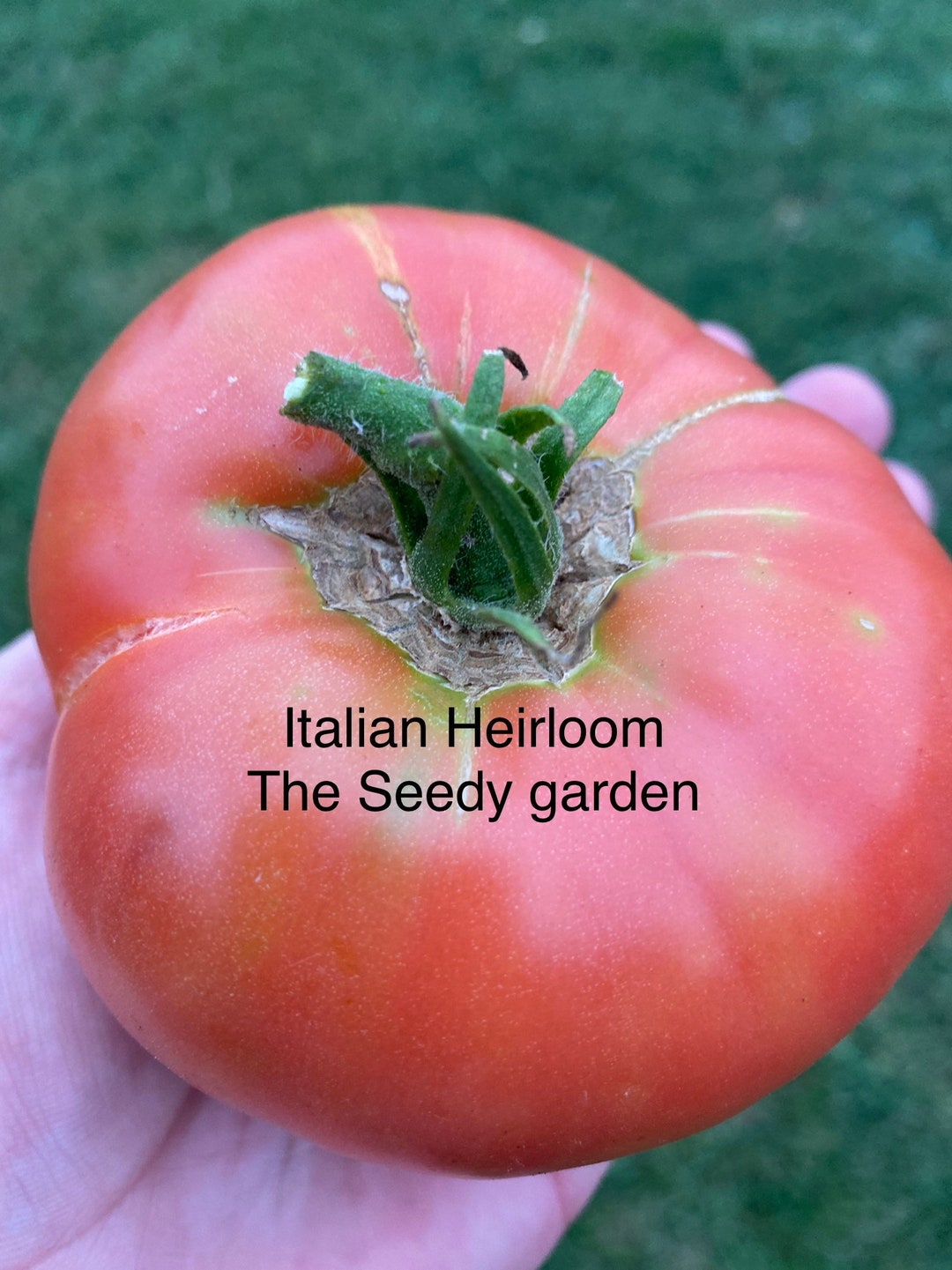 Italian Heirloom Tomato Seeds Etsy