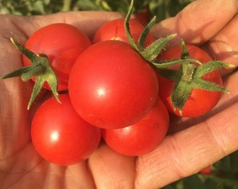 Chadwick Cherry Tomato seed