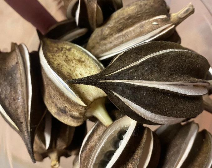 Motherland Okra Etsy