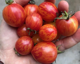 Pink Bumblebee Tomato Seeds