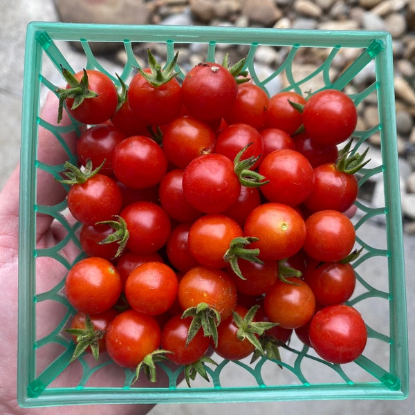 Matt’s Wild Cherry Tomato Seeds