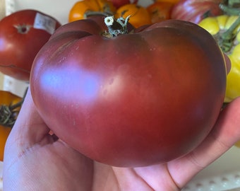 Black From Tula Tomato Seeds