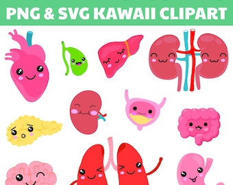 Lindos clipart de órganos humanos, paquete de imágenes prediseñadas de anatomía humana (PNG y SVG) de partes internas del cuerpo Kawaii, uso comercial.