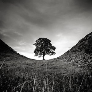 Stampa fotografica artistica / Biglietto d'auguri - Sycamore Gap Tree, Vallo di Adriano, Northumberland
