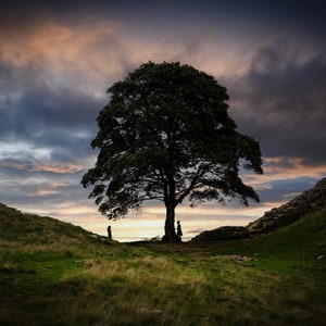 Stampa fotografica artistica / Biglietto d'auguri - Sycamore Gap Tree, Vallo di Adriano, Northumberland