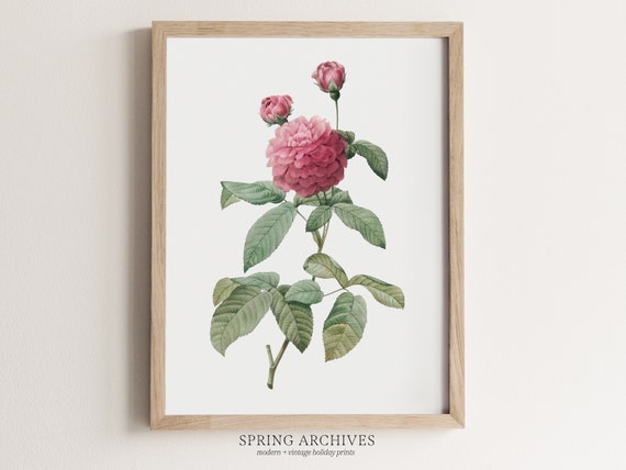 PRINTABLE Vintage Pink Rose Art Print, Valentines Day Decor, Valentine's Wall Art, Floral Home Decorations Instant Download