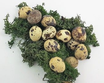 Quail eggs 12 pieces blown out natural Easter decoration / 1377272600