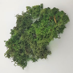 20 g reindeer moss moss moss green apple green bordeaux natural decoration prepared / 1407200000