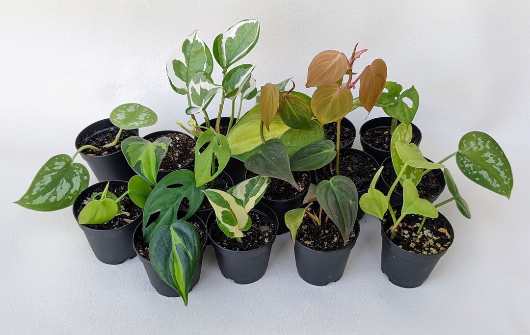 Indoor Starter Plants 2 Inch Potted Plant Etsy