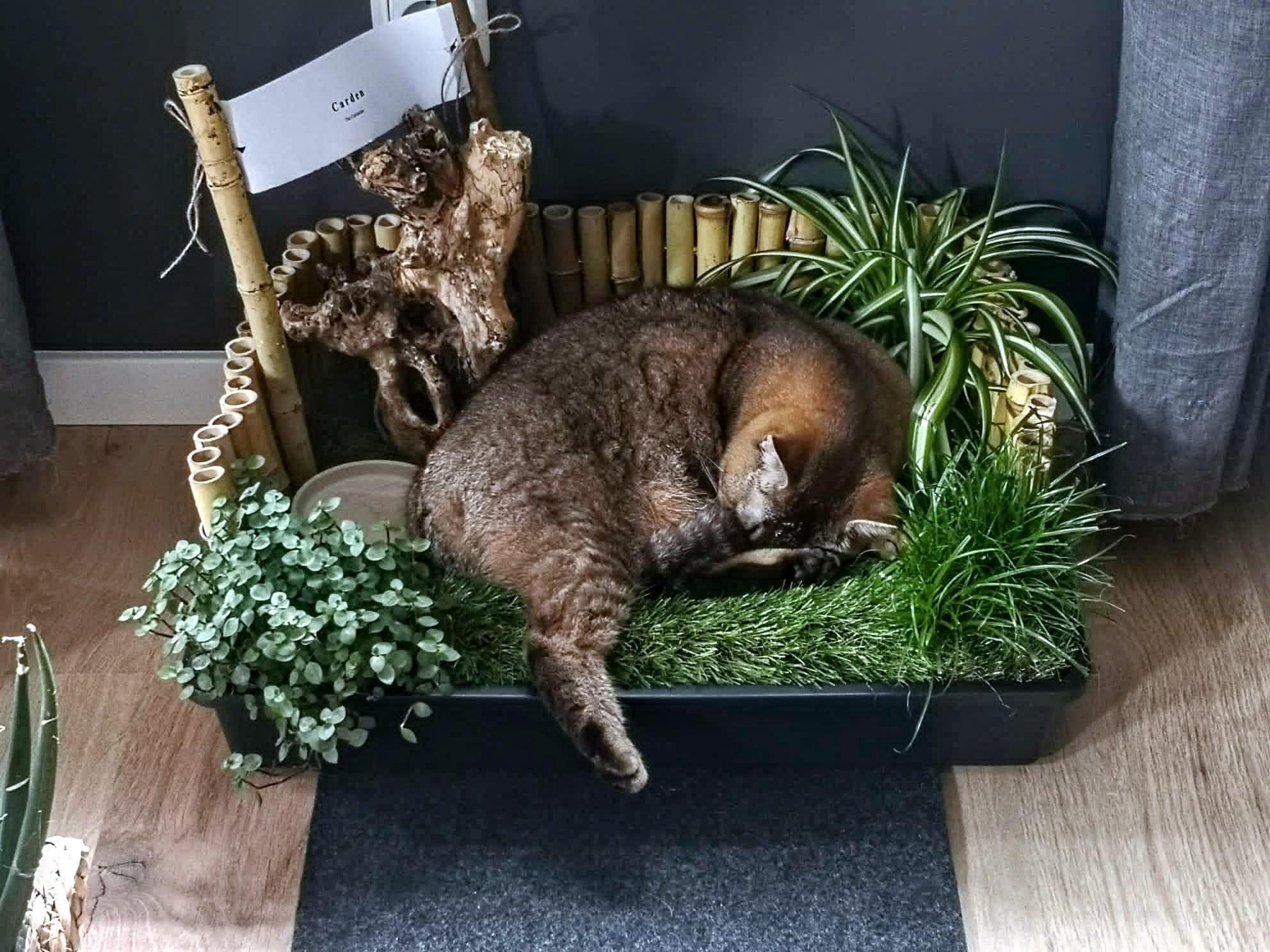 Cat garden / grass box cat bed