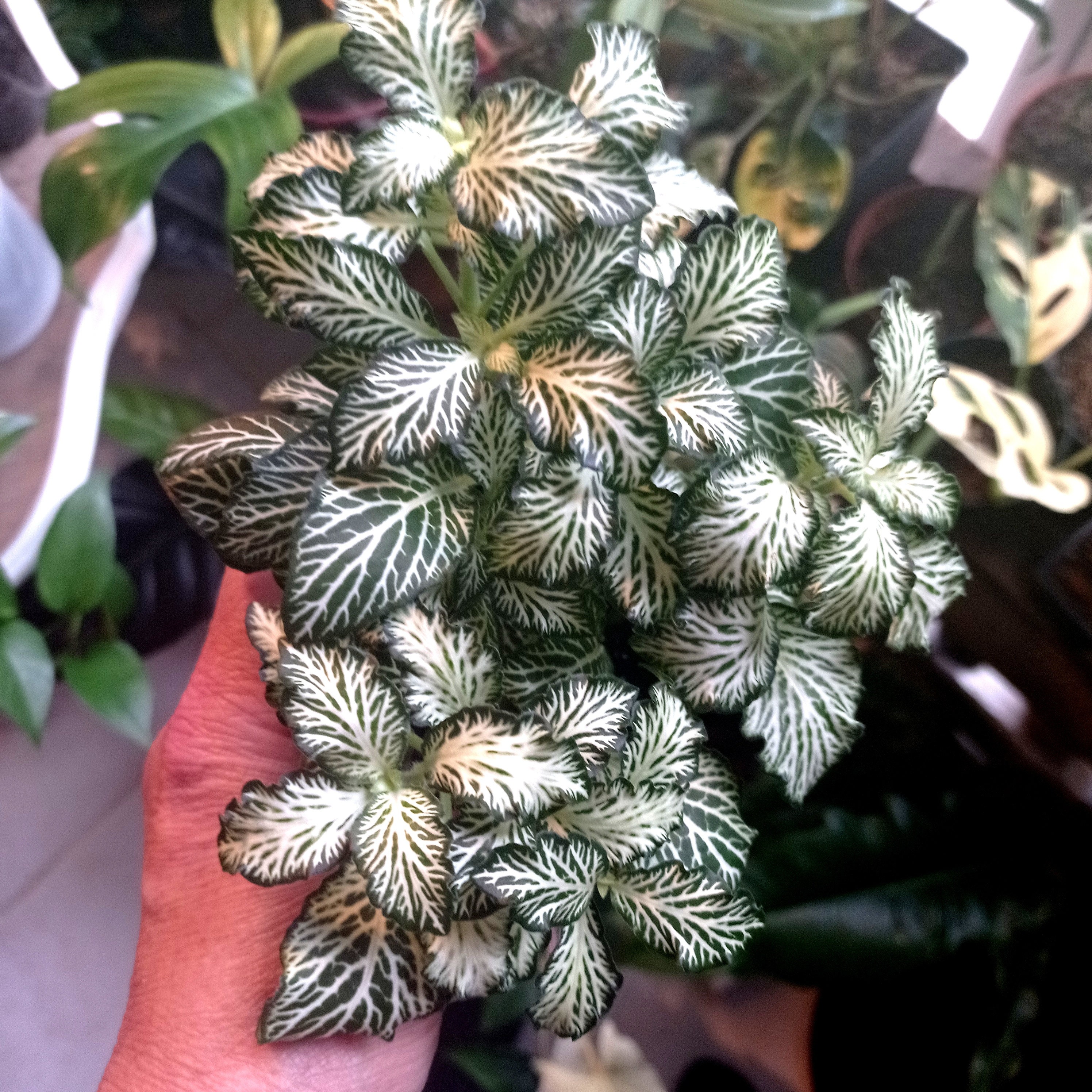 Fittonia Plante Terrarium