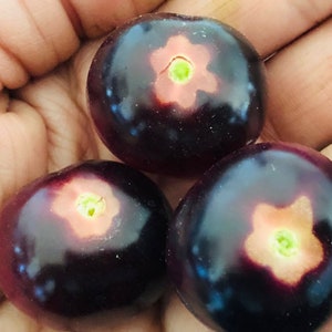 May include: Three dark purple berries with a star-shaped pattern on the top. The berries are slightly shiny and have a light pink hue around the star.
