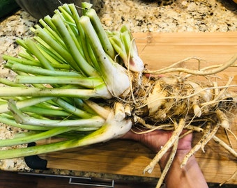 Two Fresh Horseradish Roots ~Ready To Plant !!!        FALL SHIPPING 2024!!!