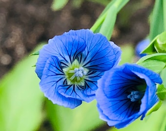 Beautiful Flax Seed