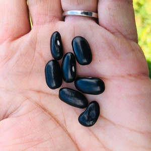 May include: A handful of black beans, some with a white spot, are shown in a person's palm.