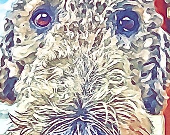 May include: A close-up of a dog's face. The dog has a light brown and white coat with a black nose. The dog's eyes are dark and the fur is curly.