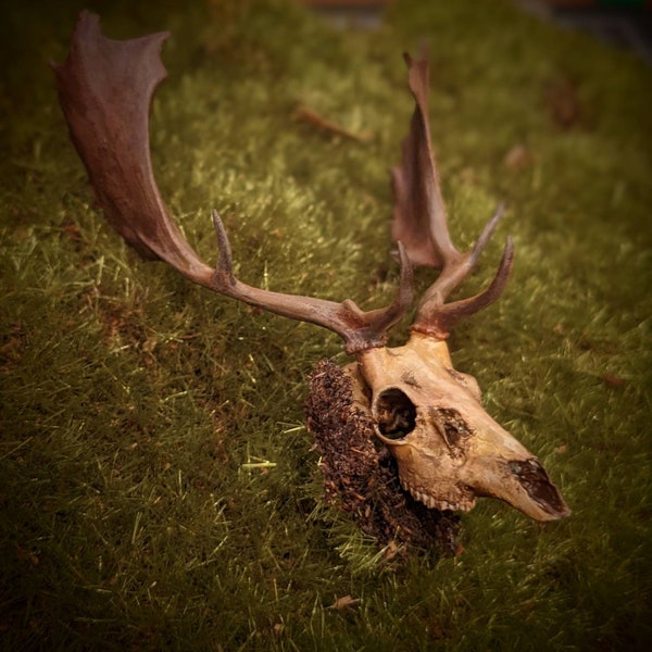 1:12 Fallow Stag Skull with Antlers - hand painted and highly detailed dollhouse miniature