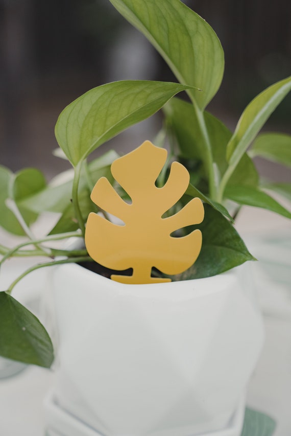 philodendron pink princess ebay Philodendron 'Pink Princess'