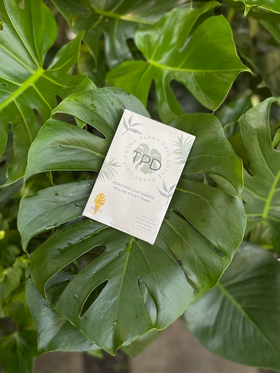 Monstera frmige Klebefallen fr Trauermcken (im Angebot)! - Etsy Schweiz