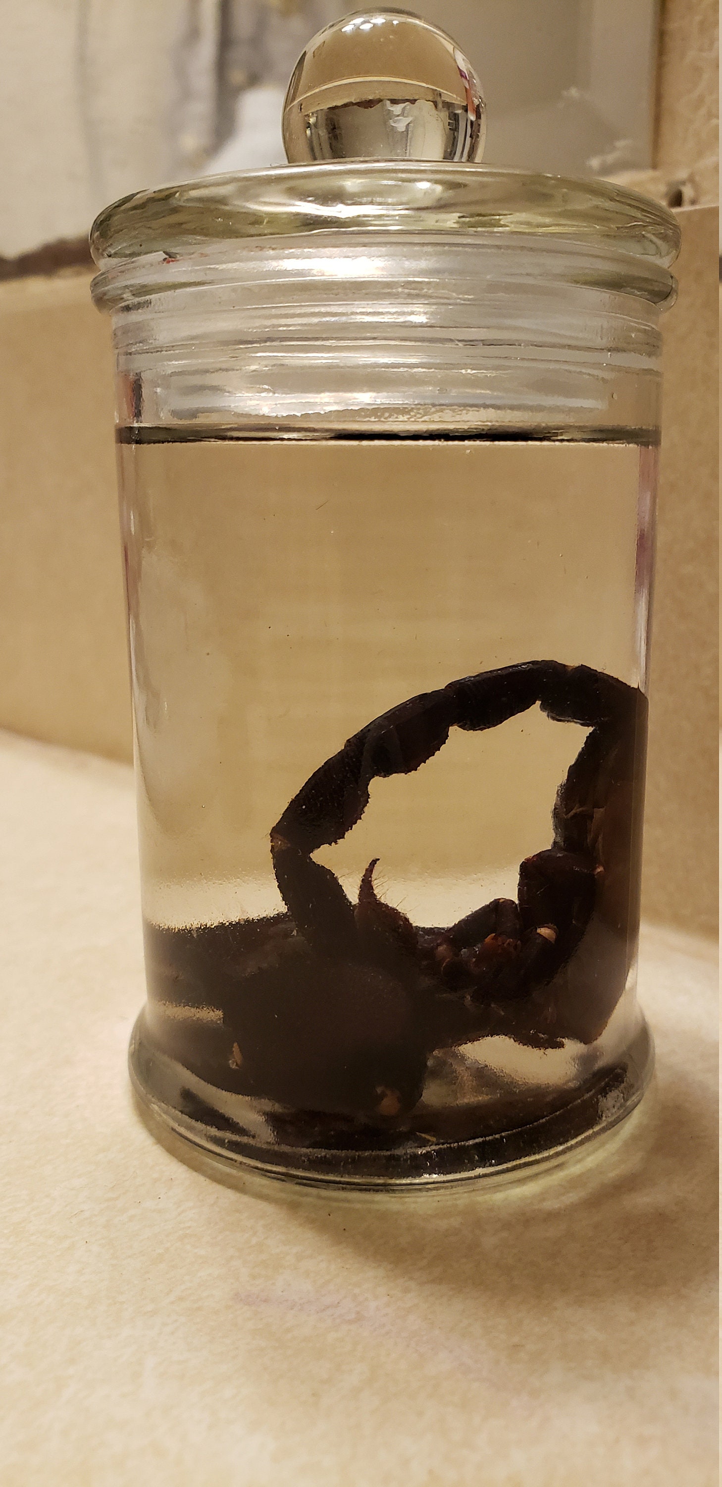 Male Emperor Scorpion Specimen - Etsy Male Emperor Scorpion Specimen - Etsy