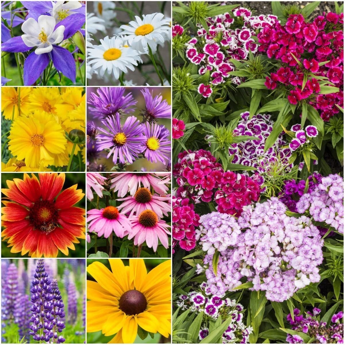 Perennial Wildflower Mixture Nongmo Seeds Bin100 Etsy UK