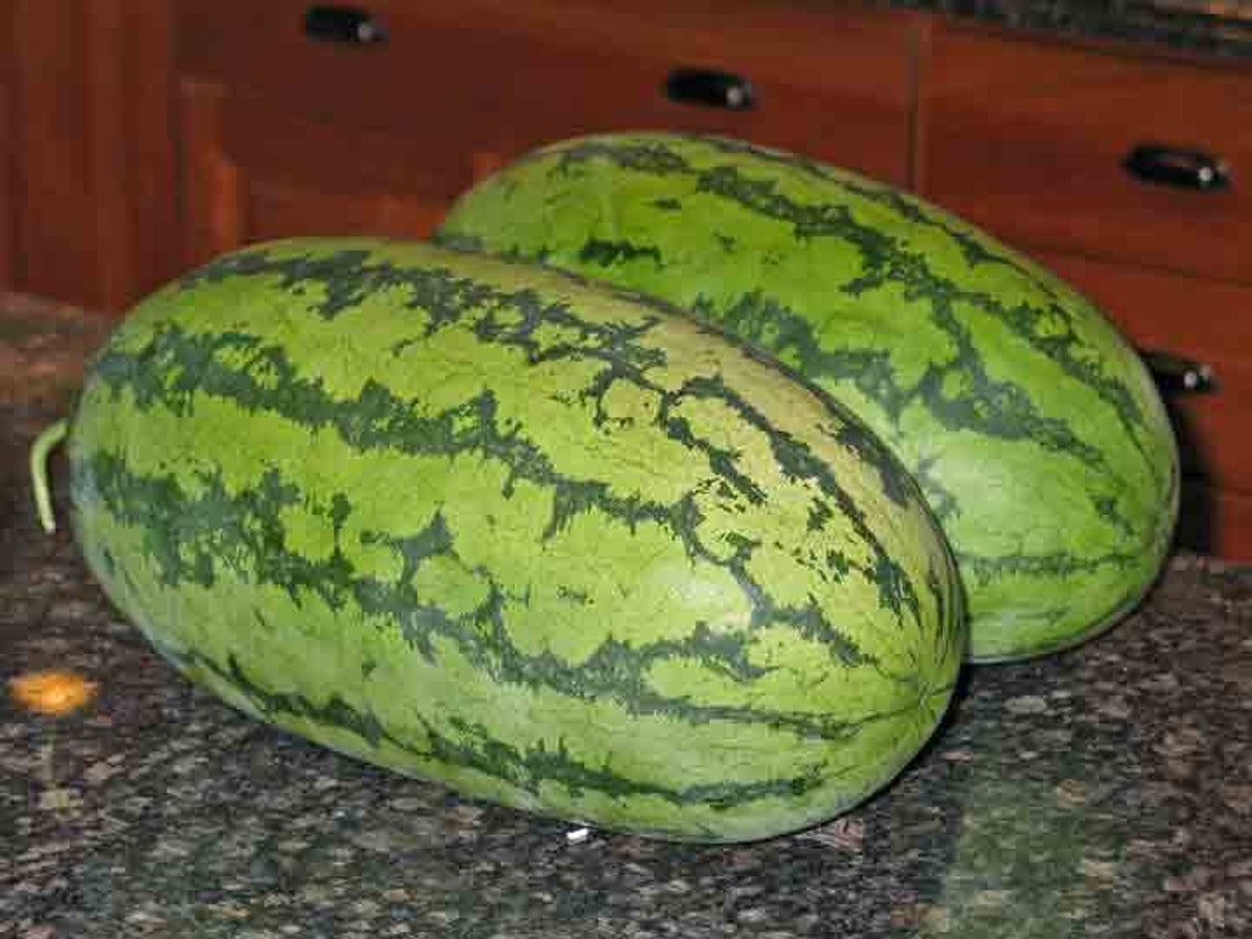 Rattlesnake Watermelon Seeds Nongmo Organic Etsy