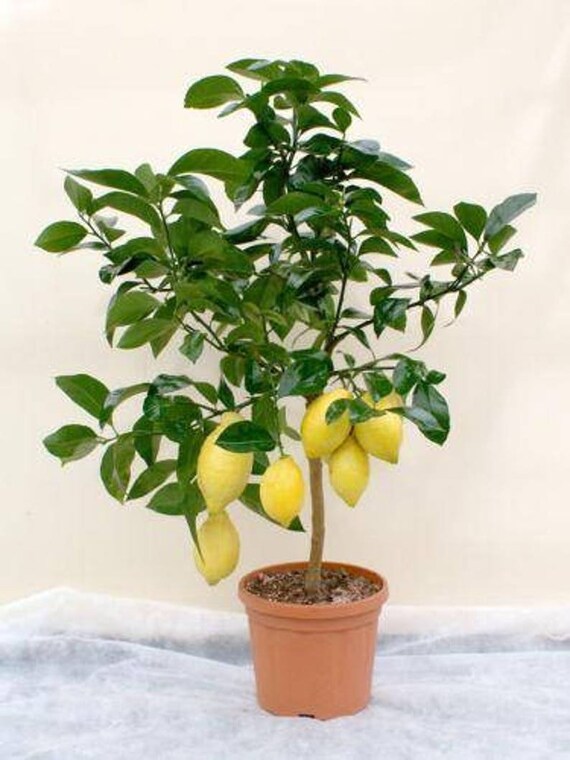 30PCS Seeds Australian Green Lime Green Tropical Fruit Citrus Home Gardening