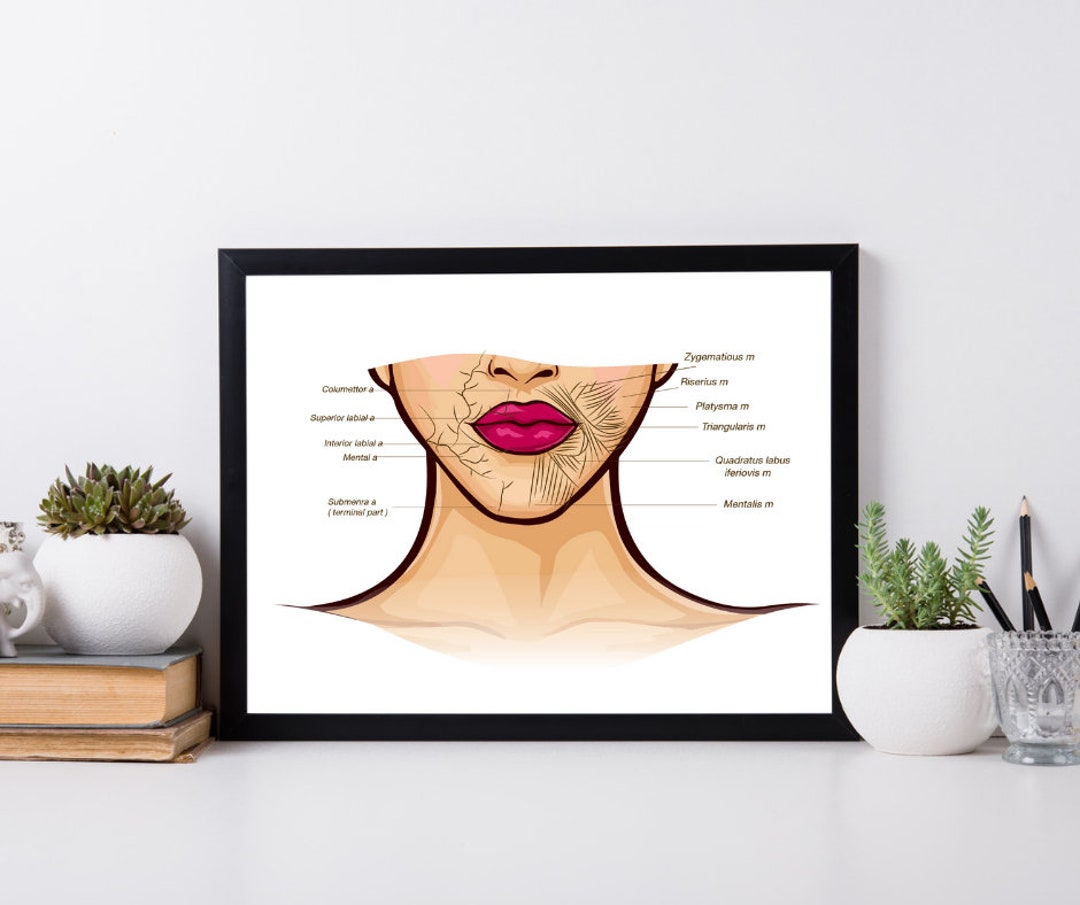 Lip Anatomy Anatomy Anatomical Poster Digital Print Etsy UK