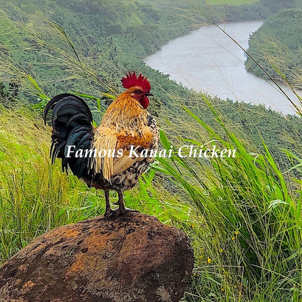 Famous Rooster Overlooking the Wailua River on the Island of Kauai Hawaii - Original Photo Art Note Card 5.5x8.5