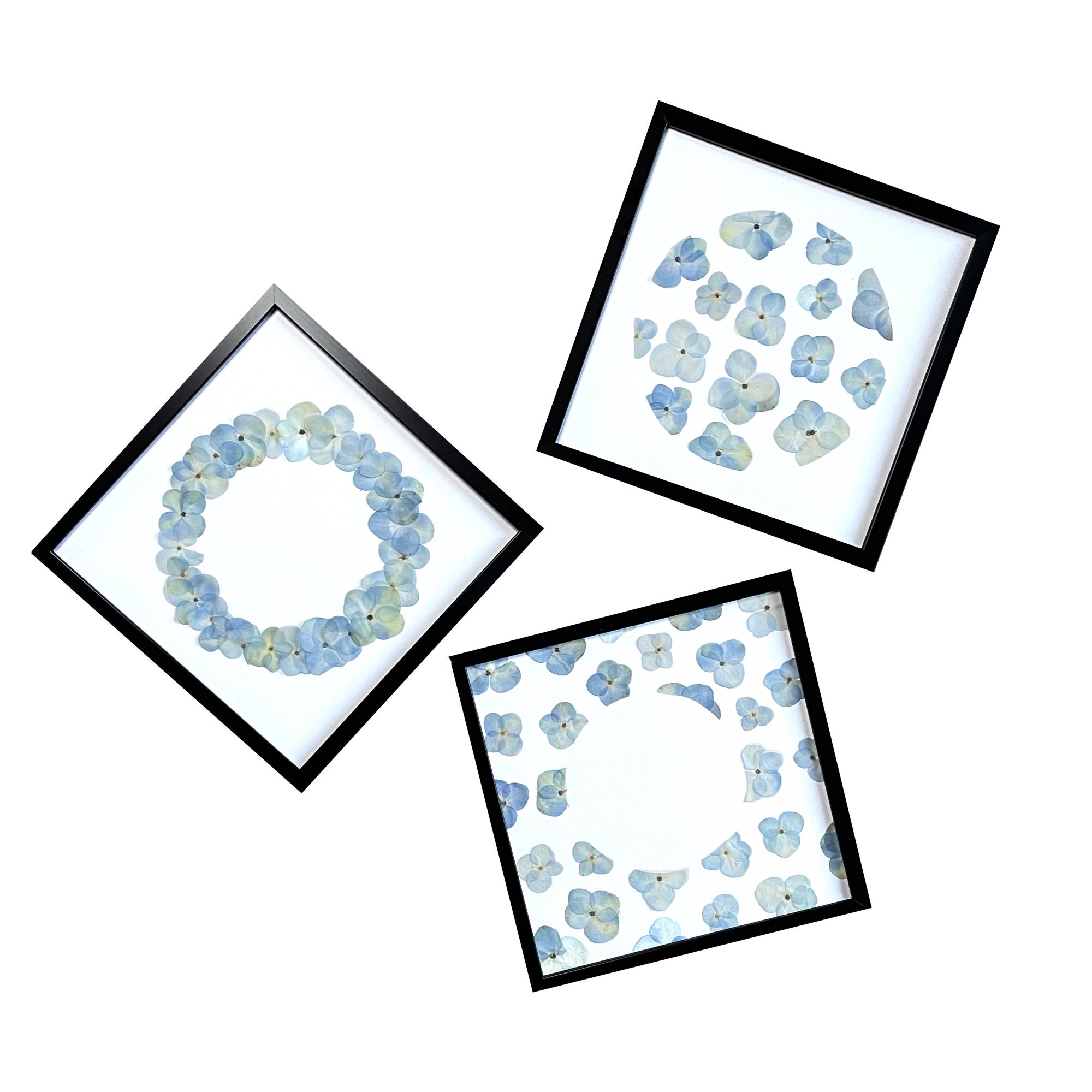 Herbier Triptyque Hortensia Bleu Fleurs Séchées