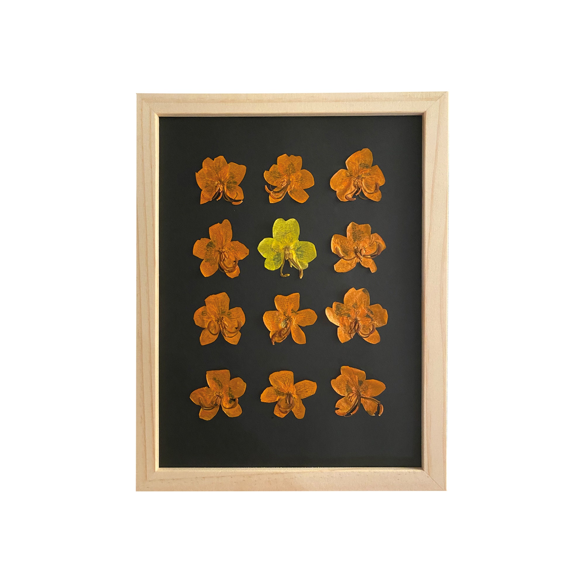 Herbier Fleurs Séchées Cassia