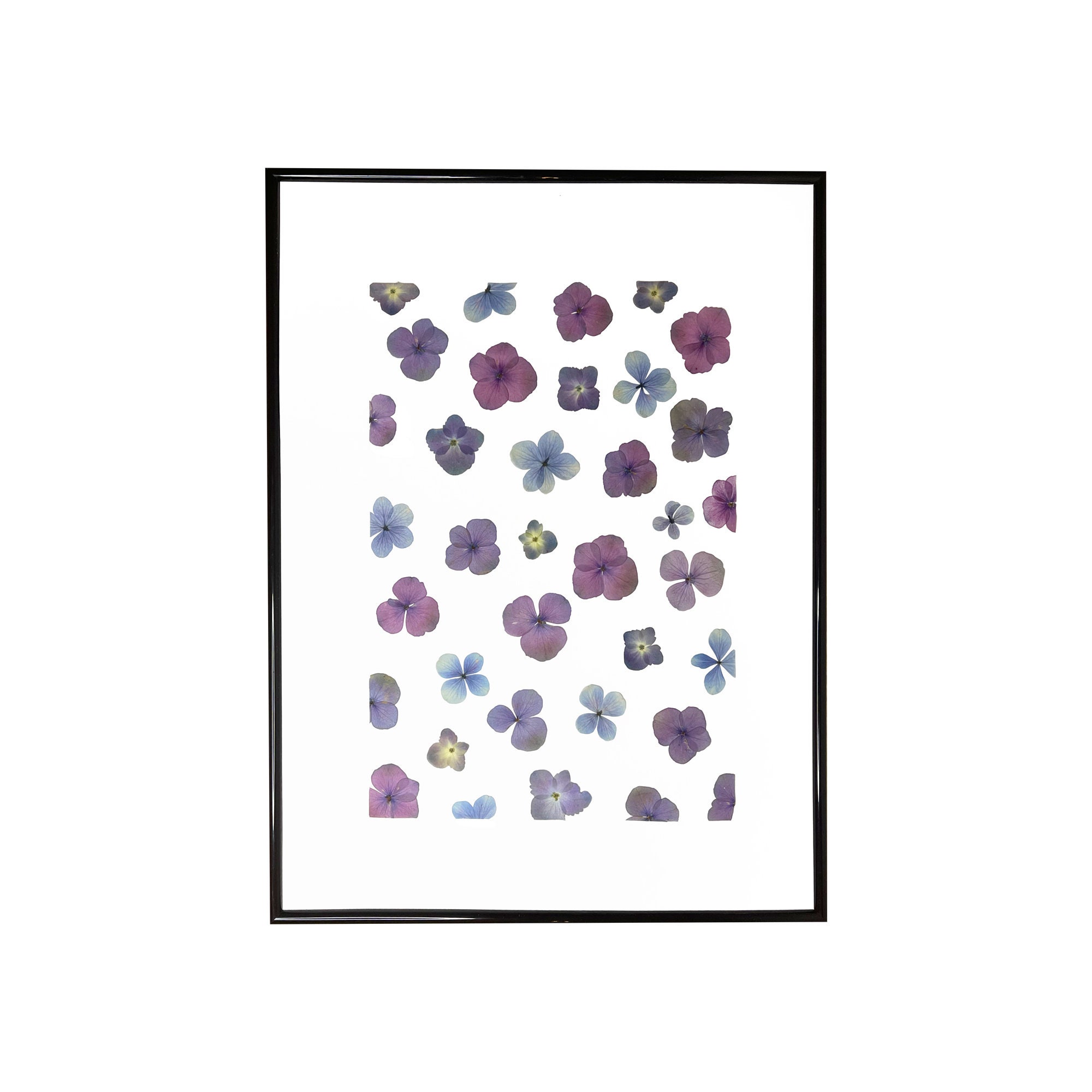 Herbier Encadré Fleurs Hortensia Séchées A3