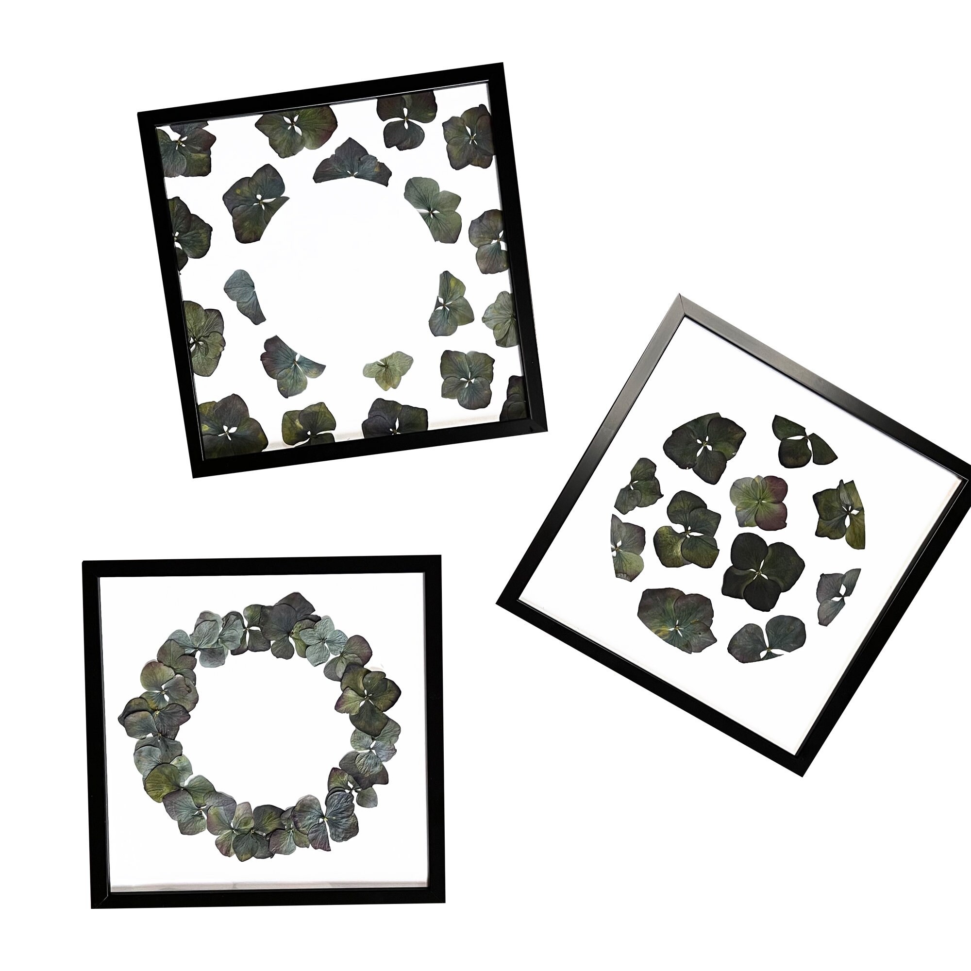 Herbier Triptyque Hortensia Fleurs Séchées