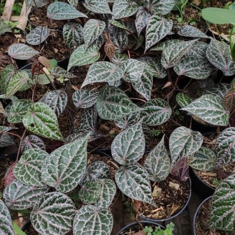 Piper Crocatum House Plants Rare Plant Indoor Plants Etsy Australia