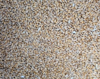 May include: Close-up shot of a pile of wheat kernels. The kernels are a light tan color and have an oval shape. The image is a full frame, showing the texture and density of the wheat.