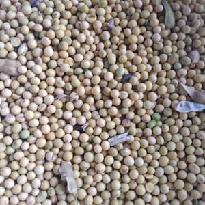 May include: A close-up view of a large quantity of soybeans. The soybeans are a pale yellow color and are arranged in a random pattern. Some of the soybeans have a slightly green hue.