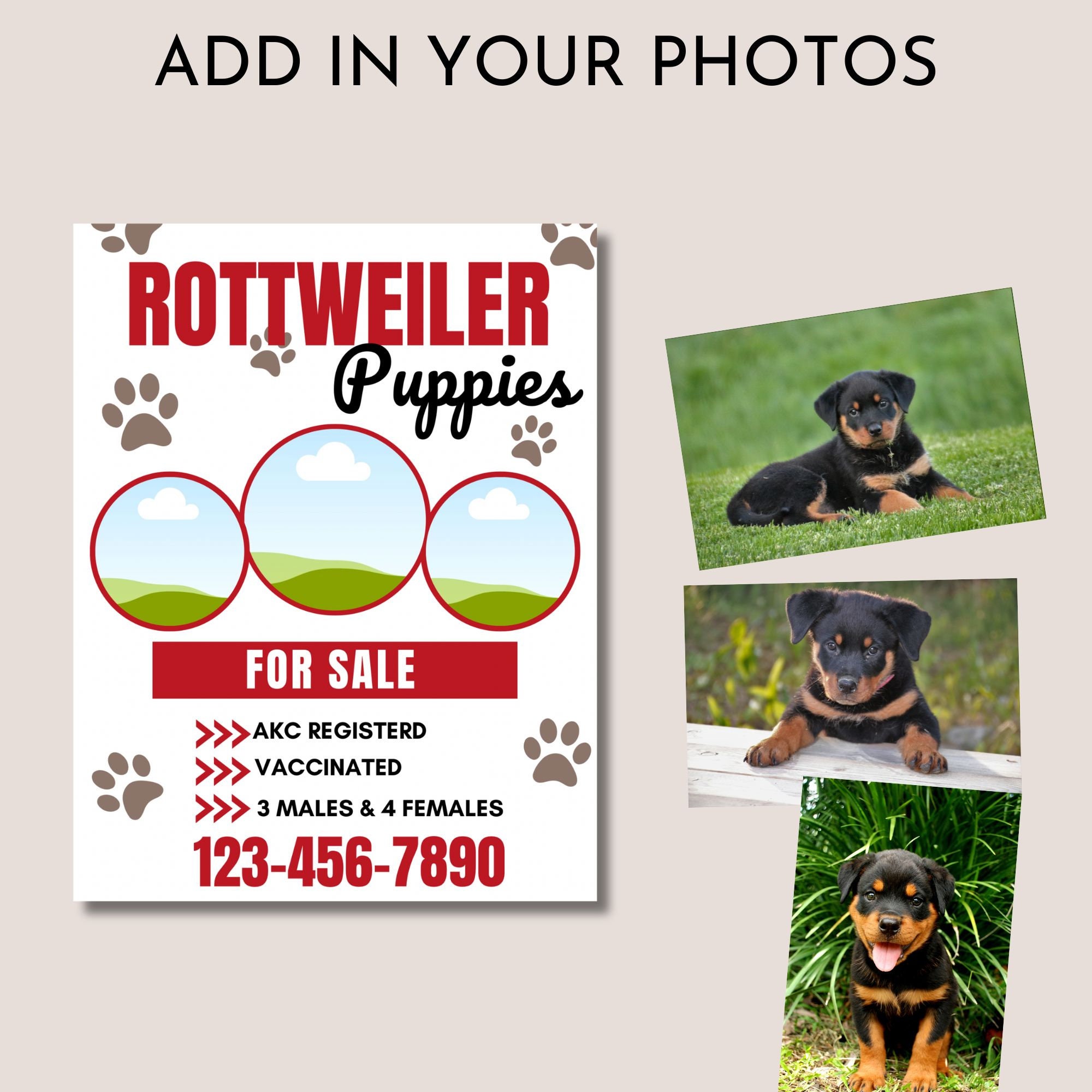 Puppies for Sale Dog Flyer Dog Flyer Cat Flyer Puppies Breeder Flyer Template Canva Flyer Etsy Australia