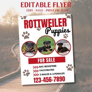 Pode incluir: Um folheto branco com o texto "EDITABLE FLYER" e "ROTTWEILER Puppies" em vermelho e preto. Três filhotes de Rottweiler estão em círculos. O folheto diz "FOR SALE" e lista detalhes sobre os filhotes, incluindo um número de telefone.