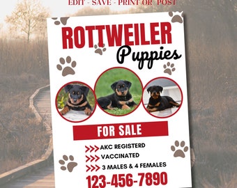 Puppies for sale  Dog Flyer, Dog Flyer, Cat flyer, Puppies breeder, Flyer Template, Canva Flyer