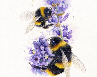 Può includere: Due bombi con strisce nere e gialle stanno impollinando fiori di lavanda. I fiori sono viola e hanno un effetto acquerello. Lo sfondo è bianco.
