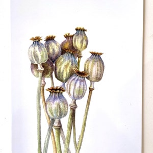 Seedhead Mohnblumen, A5 Grußkarte, nach einem Original Aquarell von Kirstie Trobe Fine Art. Innen leer.