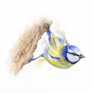 Mésange bleue, carte de voeux A5, à partir d'une aquarelle originale de Kirstie Trobe Fine Art. Blanc à l'intérieur.
