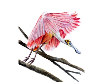 Coastal Bird Print, Marsh Bird Print, Spoonbill Print, Coastal Bird Watercolor Print, Beach Bird Print, Roseate Spoonbill