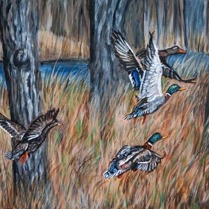 Stockenten Enten fliegen Kunstdruck: Wasservögel im Sumpf