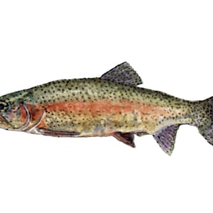 Trout Wall Art, Trout Art Print, Fly Fishing Art Print, Fly Fishing Trout Print, Watercolor Fish Print, Trout Watercolor Print, Father&#39;s Day