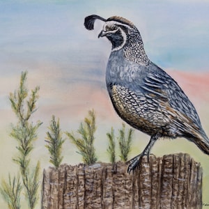 Quail Watercolor Print, Quail Print, Game Bird Print, California Quail Print, Quail Art Print, Quail Wall Art, Quail Bird Art, Woodland Bird