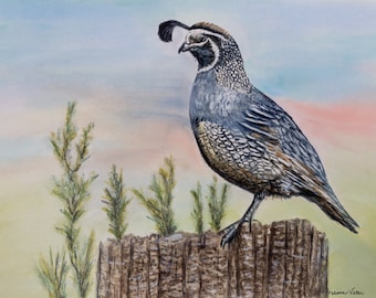 Könnte beinhalten: Ein Aquarellbild einer Kalifornischen Wachtel, die auf einem Baumstumpf sitzt. Der Vogel schaut nach links und hat einen braunen und grauen gefleckten Körper mit einem Kamm auf dem Kopf. Der Hintergrund ist ein weicher blauer und rosa Aquarell-Wasch.